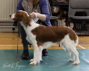 Minor Puppy Dog